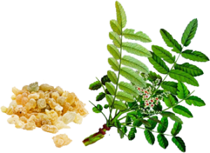 Boswellia Serrata