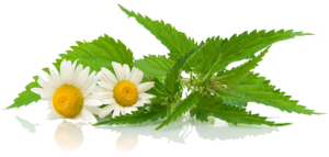 Chamomile Extract