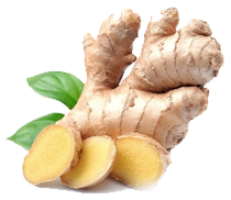 Ginger Root