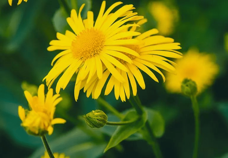 Arnica Image