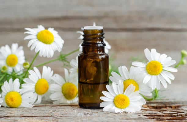 Chamomile flowers and extract
